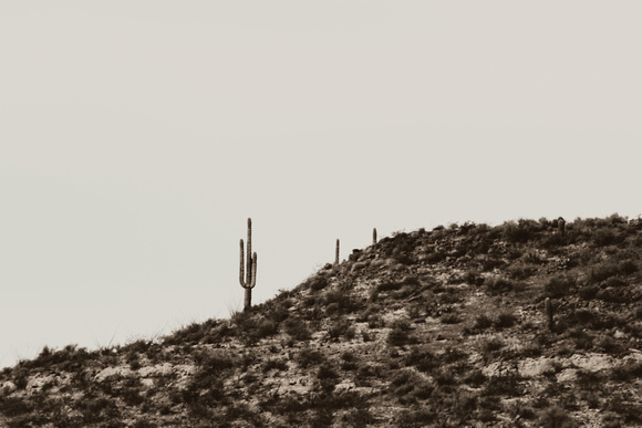 Lone Cactus