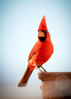 Arizona Cardinal 3