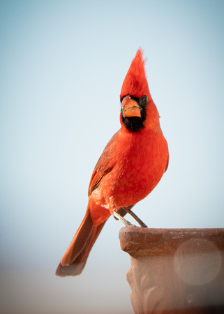 Cardinal Life