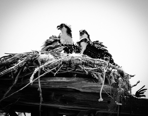 Osprey Family