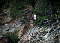 Flaming Gorge Osprey