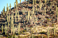 Endless Cactus