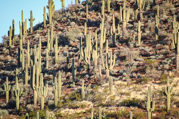 Endless Cactus