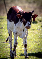 Baby Longhorn