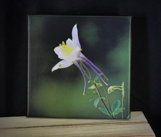 Colorado Columbine