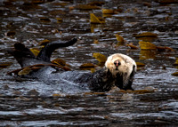 Warming up Sea Otter