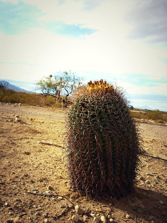 LITTLE CACTUS