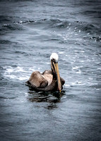Monterey Pelican