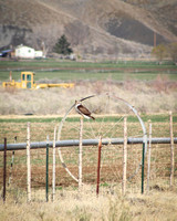Country Falcon