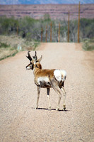 Spring Antelope