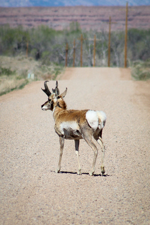 Spring Antelope