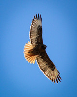The Hawk Look