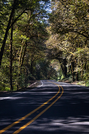 Oregon Curves