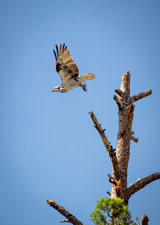 Osprey Take Off