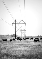 Country Cows