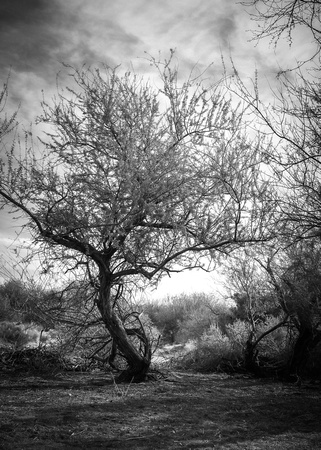 Desert Tree