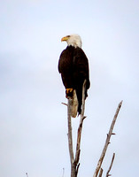 Colorado Eagle