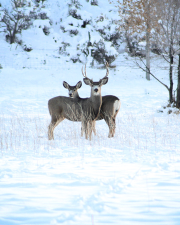 Winter Buck