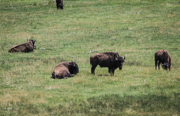 Buffalo Wild 2