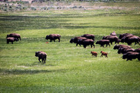 Buffalo Wild 3
