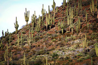 Hillside Cactus
