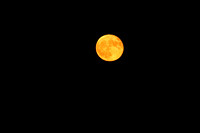 Orange September Moon