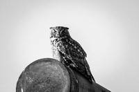 Owl Watch 1