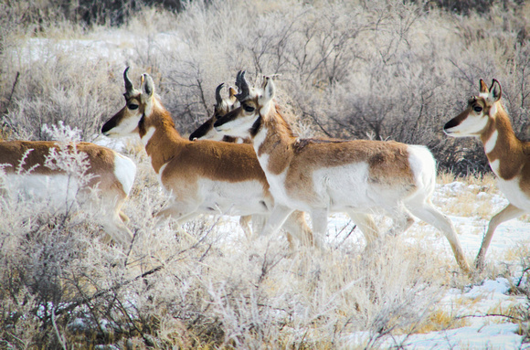 Winter Antelope