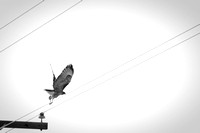 Hawk Takeoff