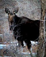 Country Moose 2