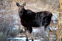 Country Moose 1