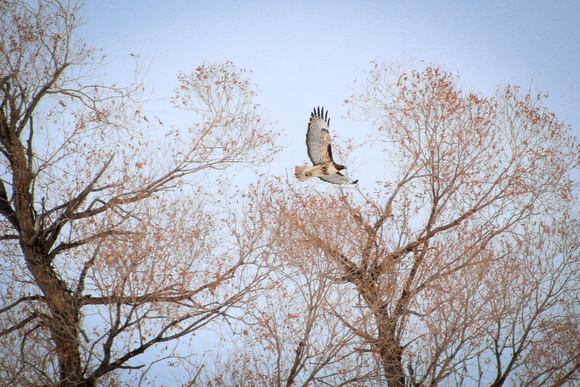 Hawk Flight