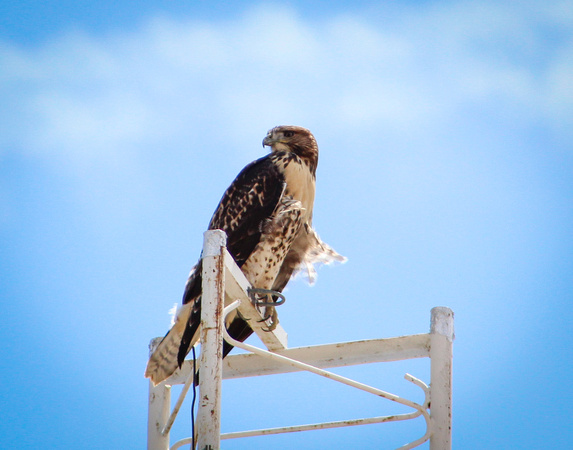 Morning Perch