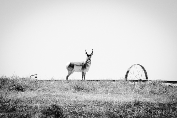 Country Antelope B&W