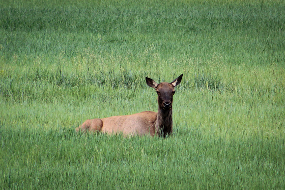 Summer Elk Bed