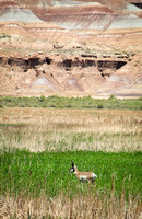 Uintah Antelope