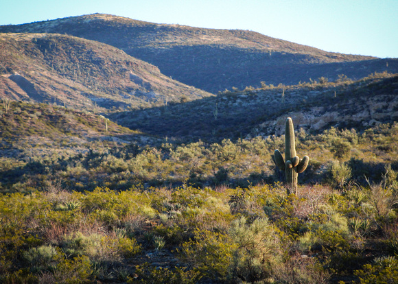 Cactus Colors 2