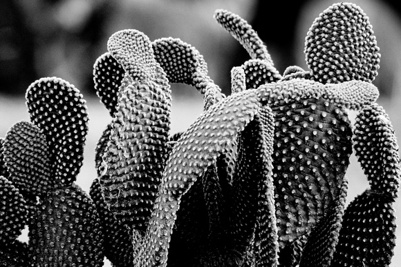 Baby Cactus