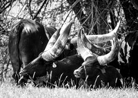Summer Snooze B&W
