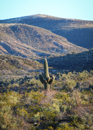 Cactus Colors 1