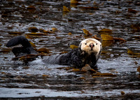 Sea Otter Life