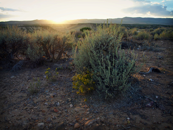 Evening Sage