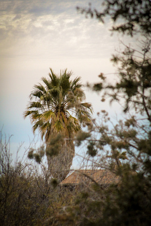 Arizona Palm