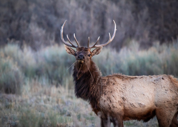 Spring Elk