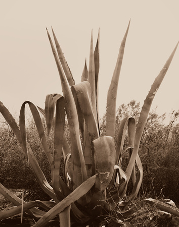 ARIZONA CACTUS