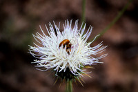 Beatle Bloom