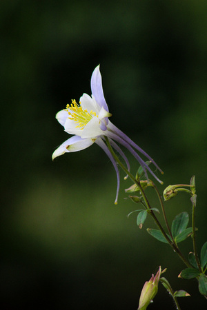 Colorado Columbine