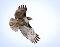 In Flight