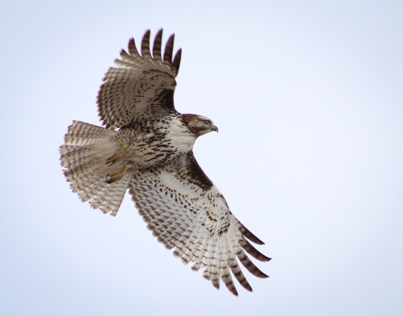 In Flight